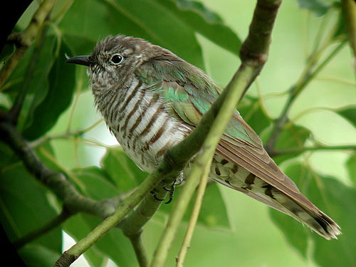 Shining bronze cuckoo